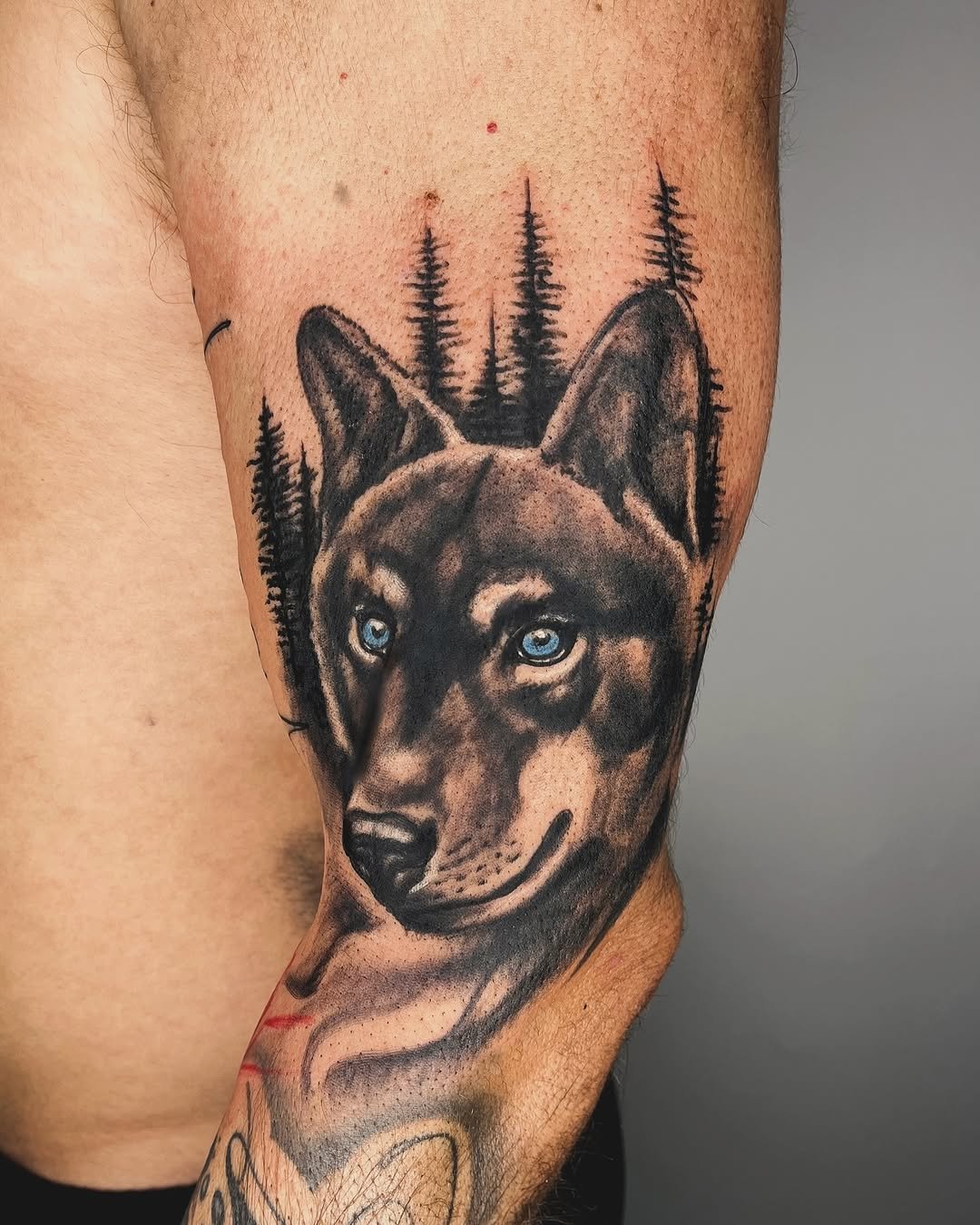 Tatuaje profesional en estudio MartinK Tattoo de un lobo vikingo de ojos azules con árboles detrás